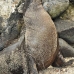 lion_sea_galapagos_san_v_0247_ecu2448.jpg